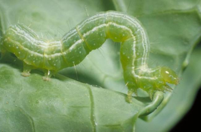 Αναγκαίες οι καλλιεργητικές παρεμβάσεις τώρα για την προστασία από το πράσινο σκουλήκι